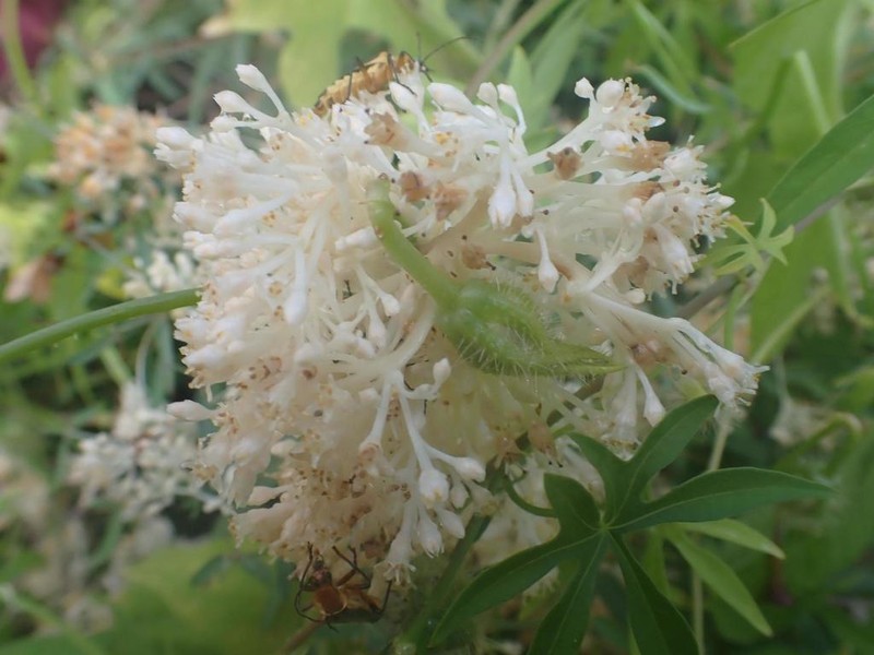 Sonoran Dodder photo 3