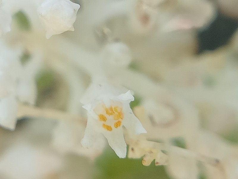 Sonoran Dodder photo 4