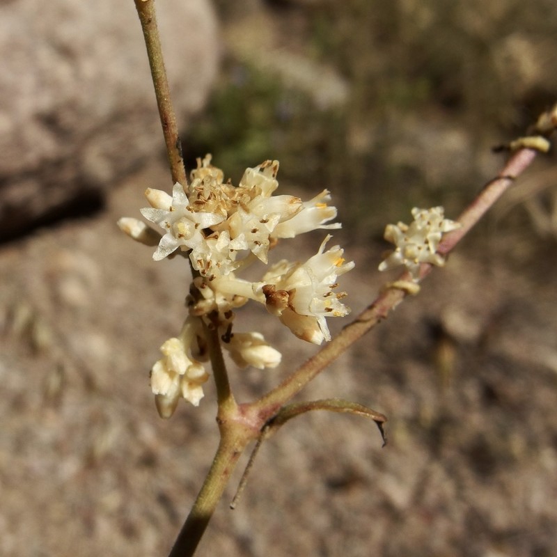 Sonoran Dodder photo 5