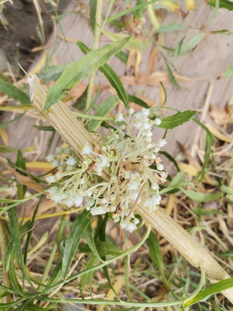 Sonoran Dodder photo 6
