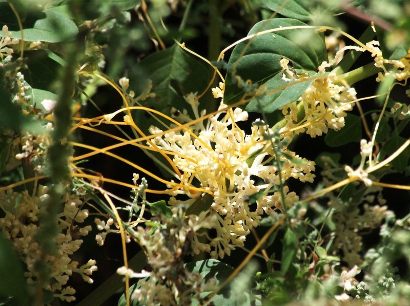 Sonoran Dodder photo 7