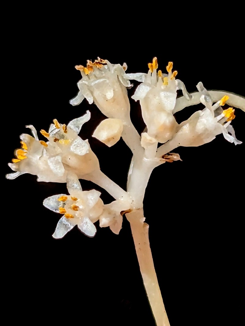 Sonoran Dodder photo 8