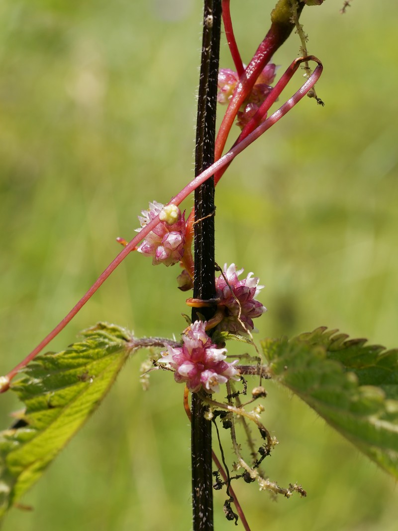 Greater Dodder