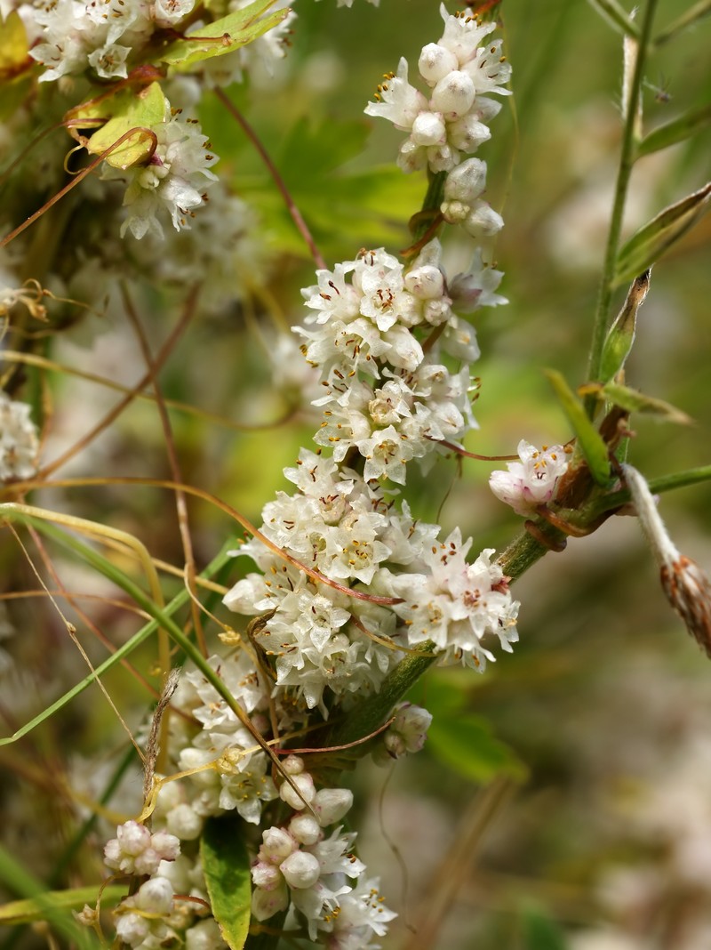 Greater Dodder photo 2
