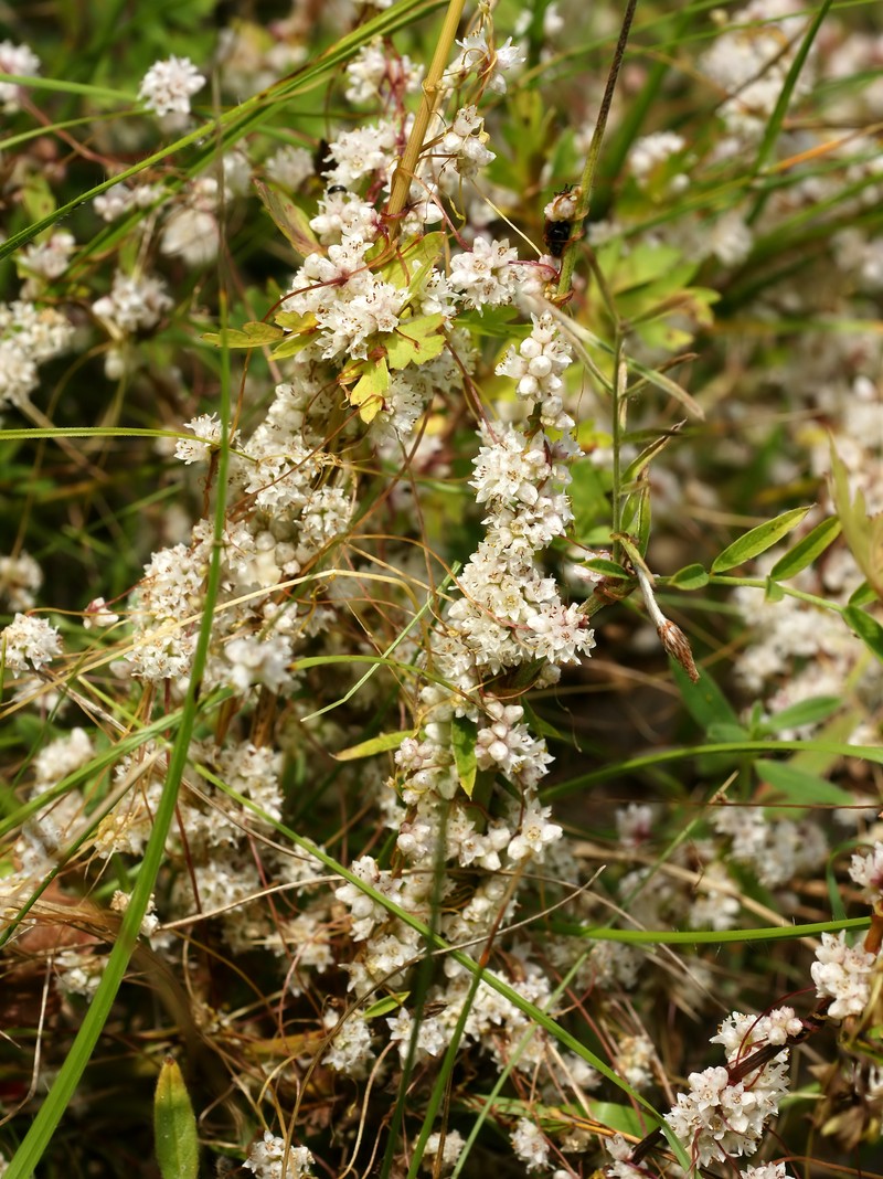 Greater Dodder photo 3