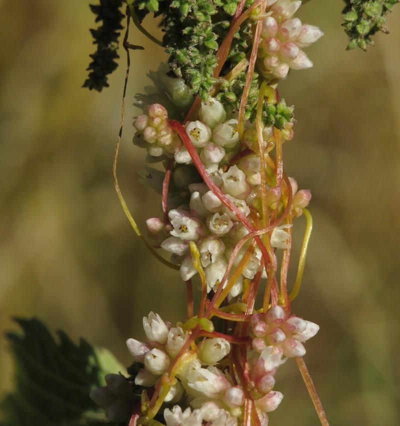 Greater Dodder photo 4