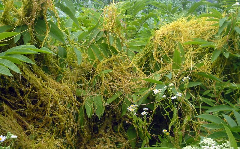 Greater Dodder photo 5