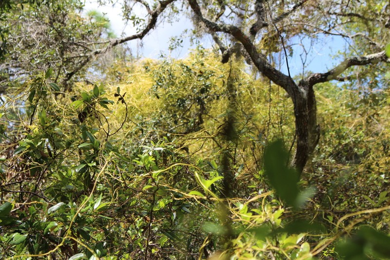 Tall Dodder photo 4