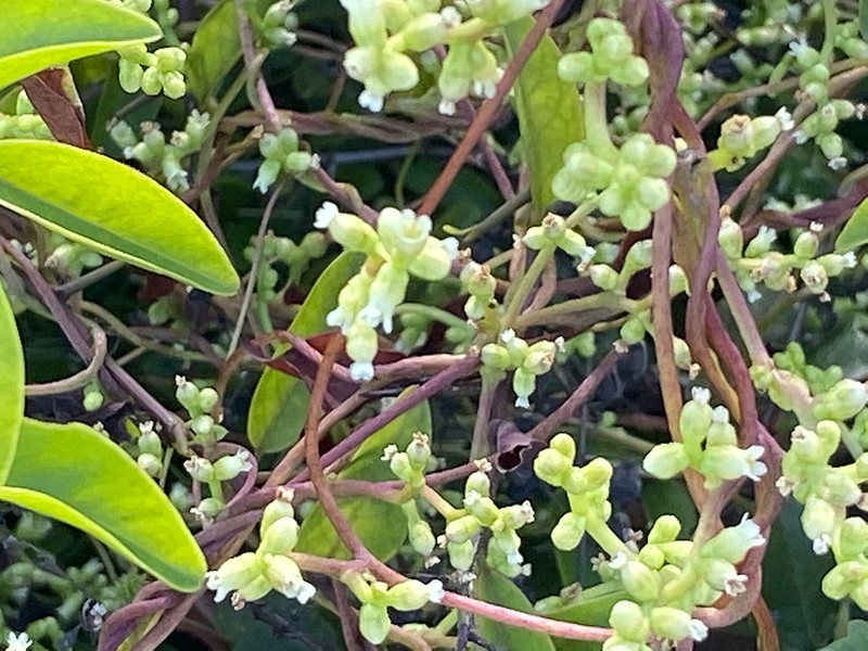 Tall Dodder photo 5