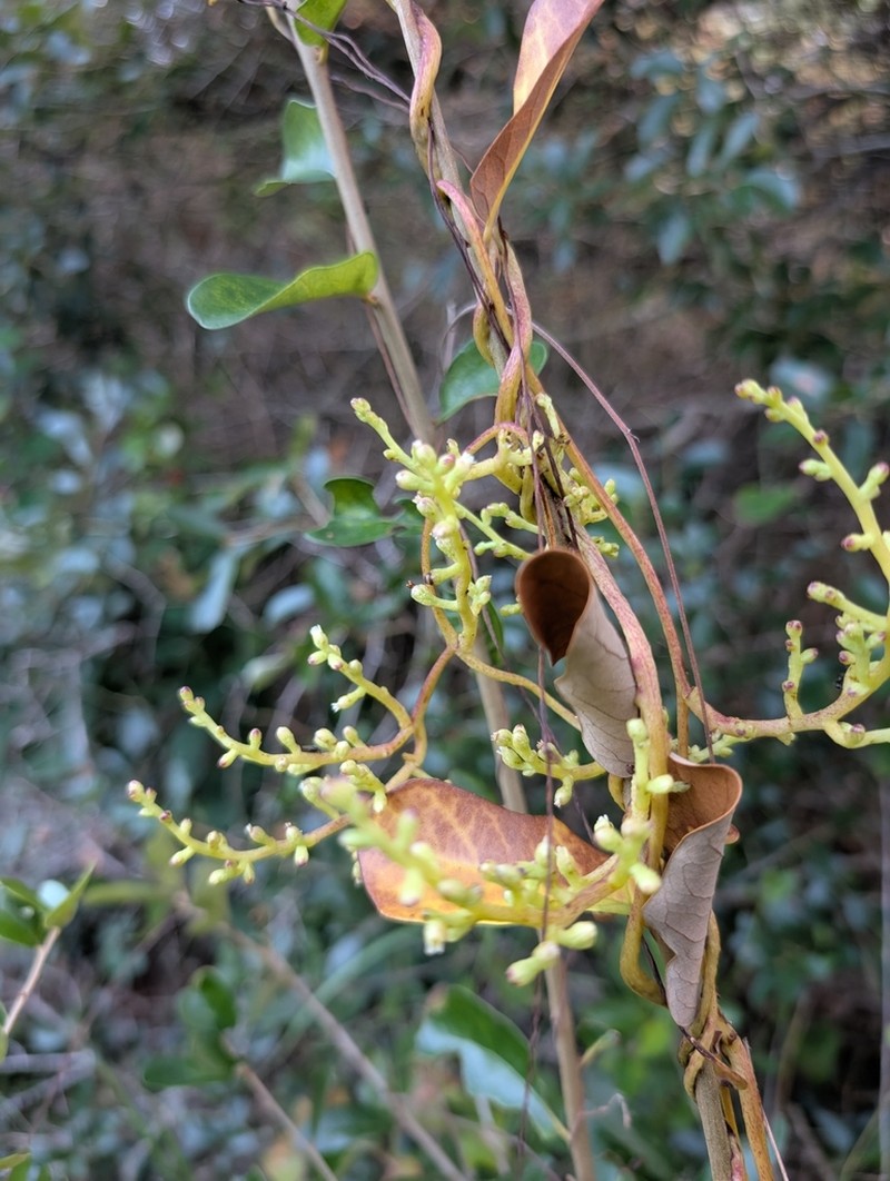 Tall Dodder photo 6