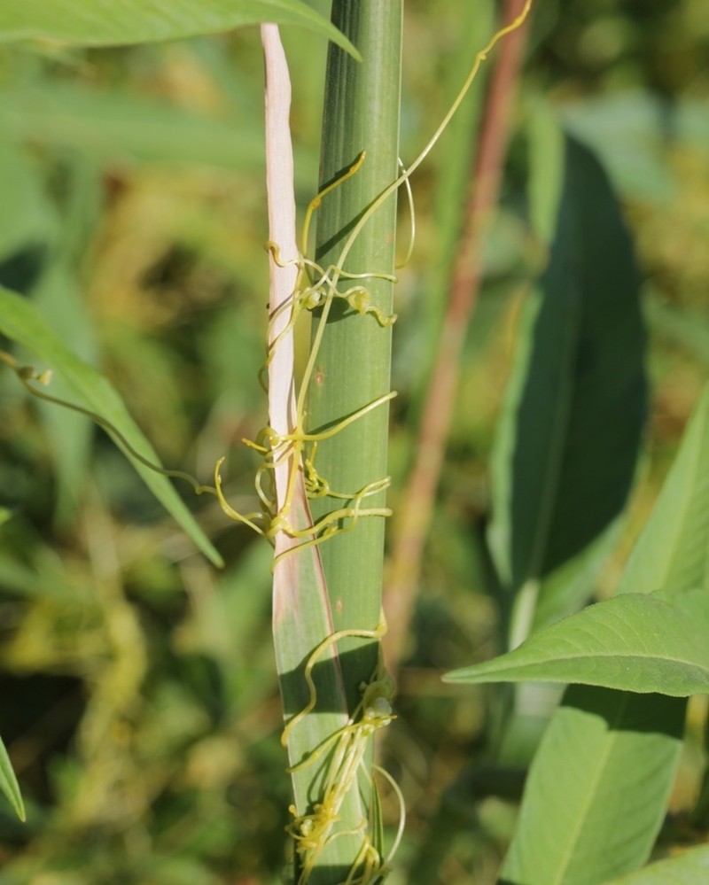 Cuscuta glabrior