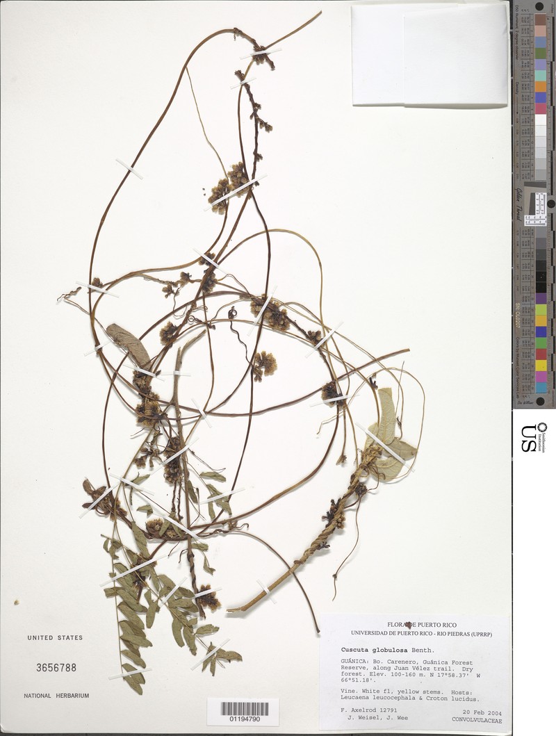 West Indian Dodder