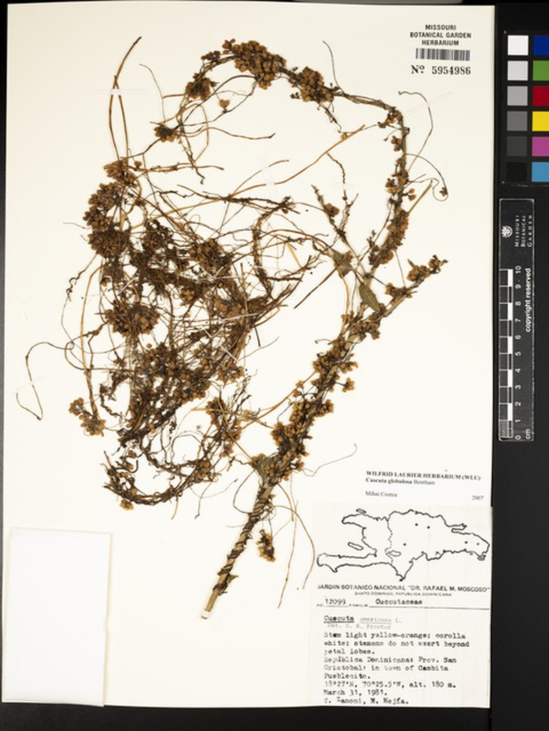 West Indian Dodder photo 3