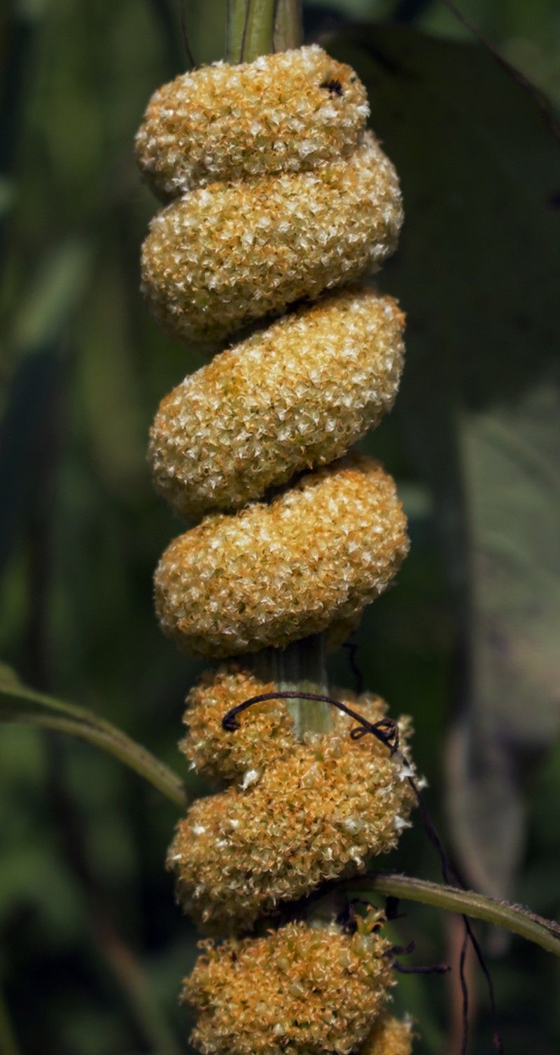 Rope Dodder