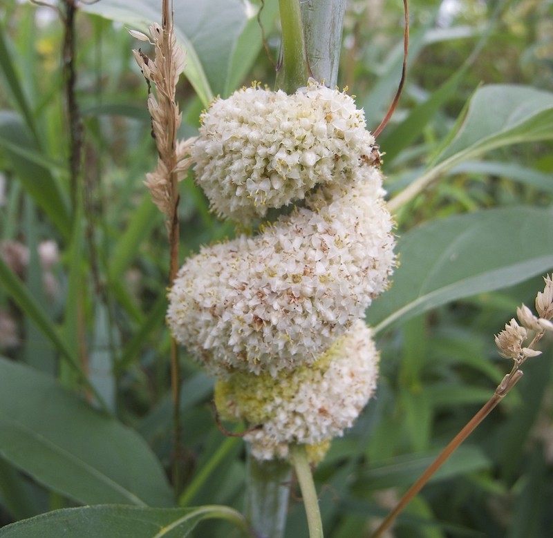 Rope Dodder photo 2