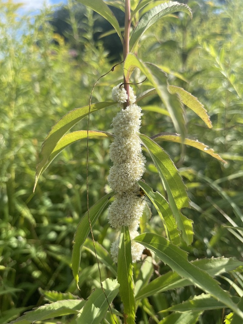 Rope Dodder photo 3