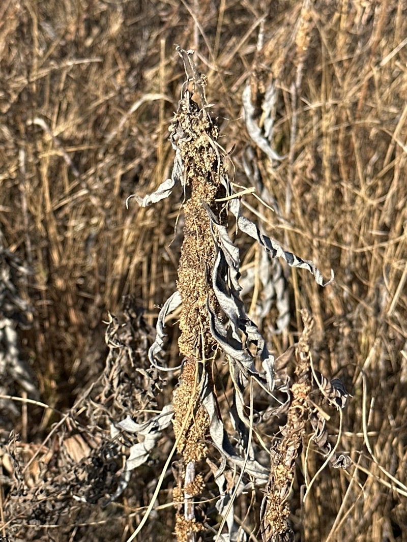 Rope Dodder photo 4
