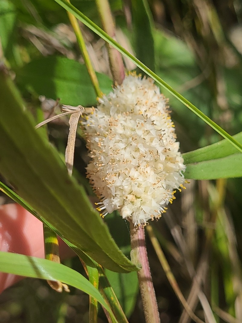 Rope Dodder photo 6