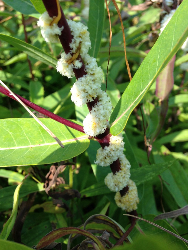 Rope Dodder photo 8