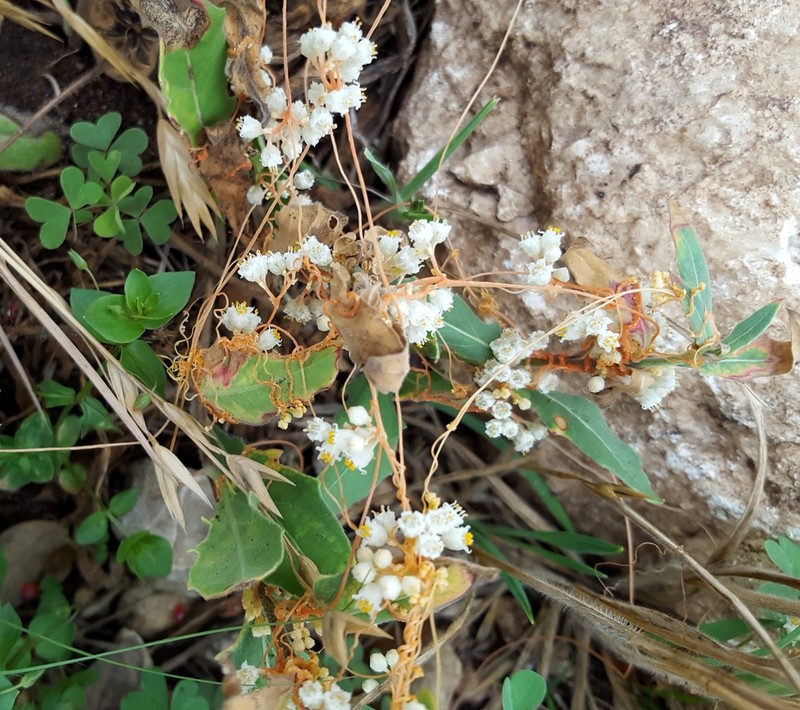 Scaldweed photo 2