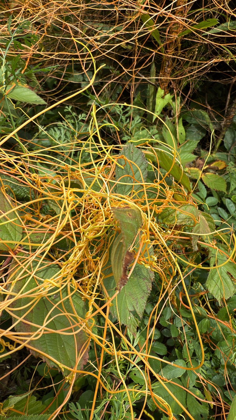 Scaldweed photo 3