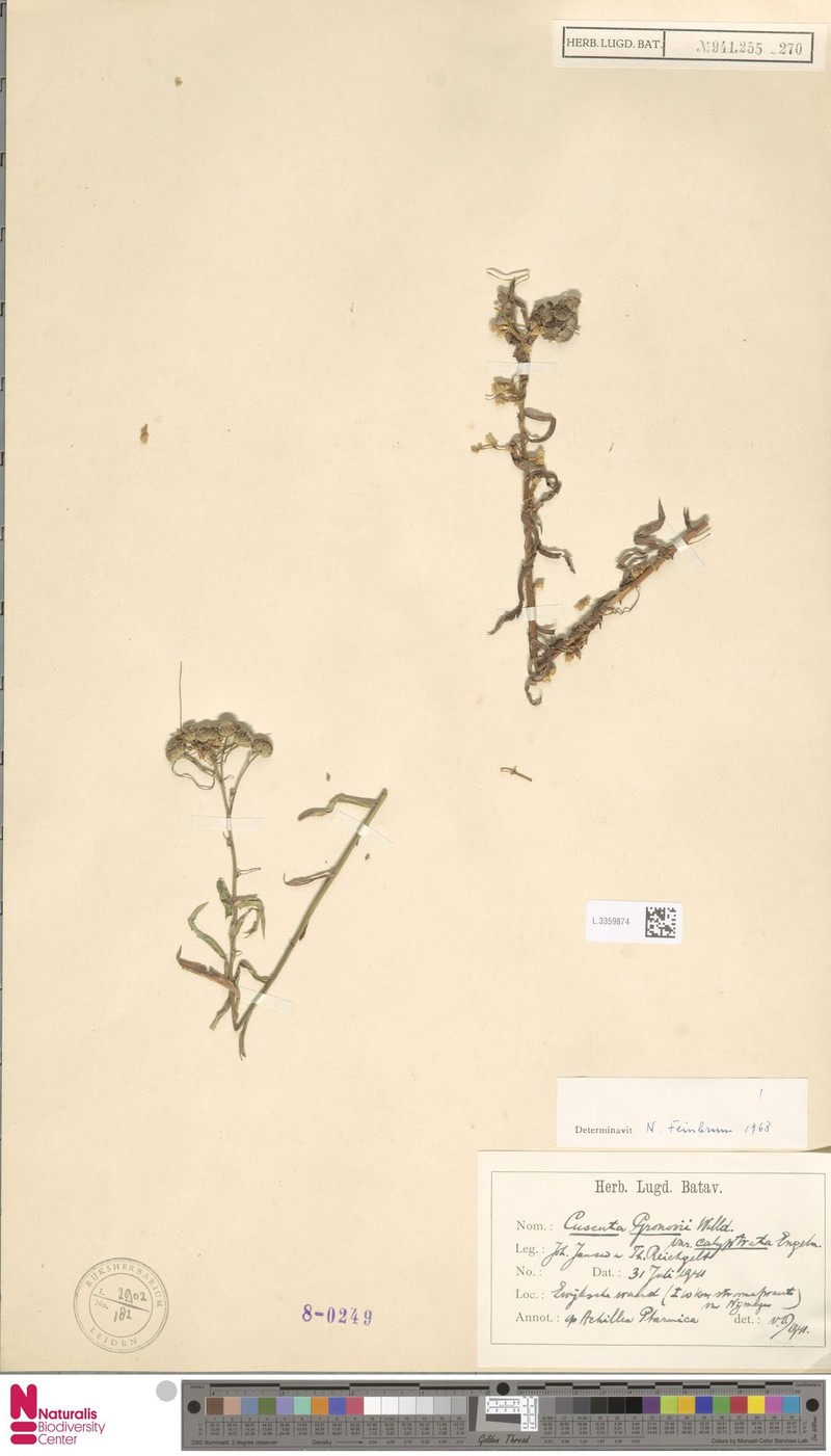 Cuscuta gronovii var. calyptrata