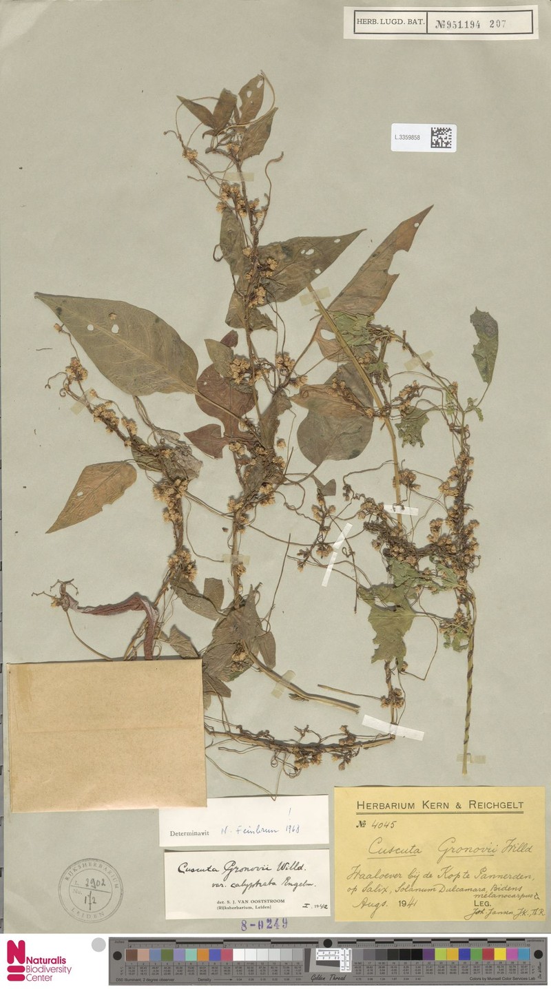 Cuscuta gronovii var. calyptrata photo 2