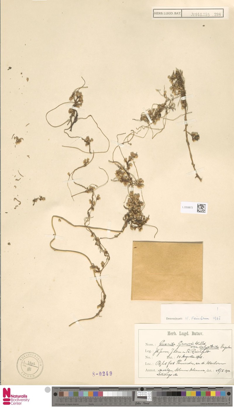 Cuscuta gronovii var. calyptrata photo 3