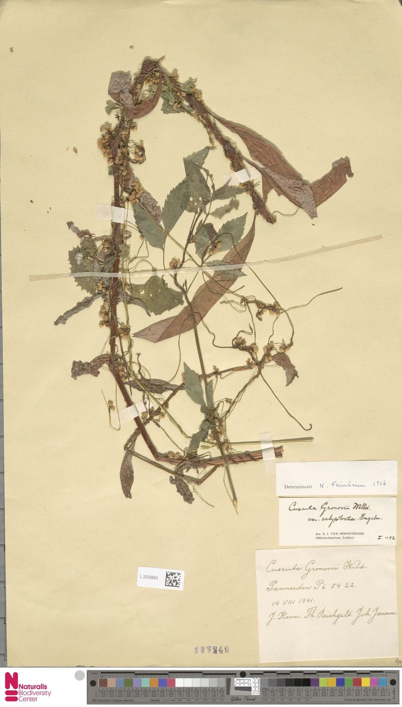Cuscuta gronovii var. calyptrata photo 4