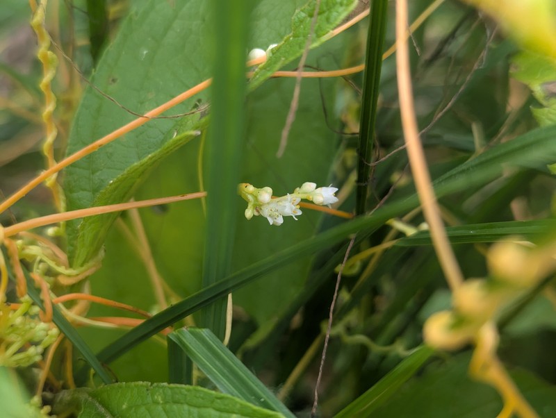 Cuscuta gronovii var. gronovii