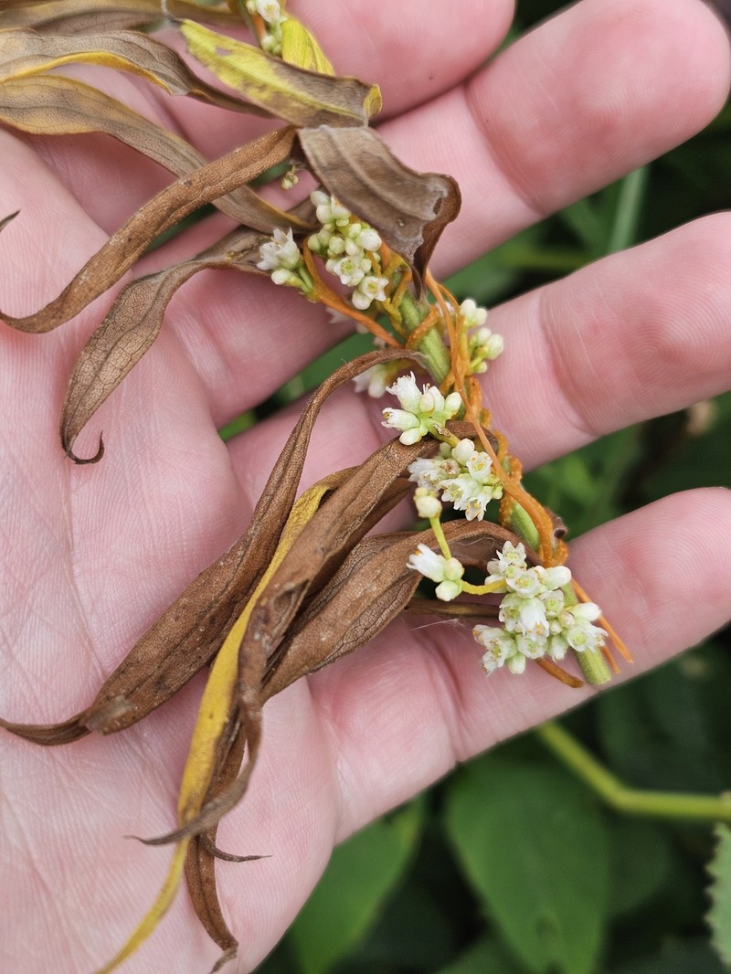 Cuscuta gronovii var. gronovii photo 2