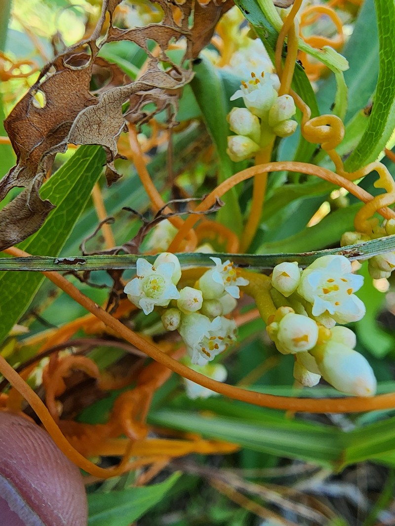 Cuscuta gronovii var. gronovii photo 3