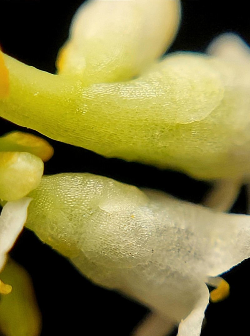 Cuscuta gronovii var. gronovii photo 4