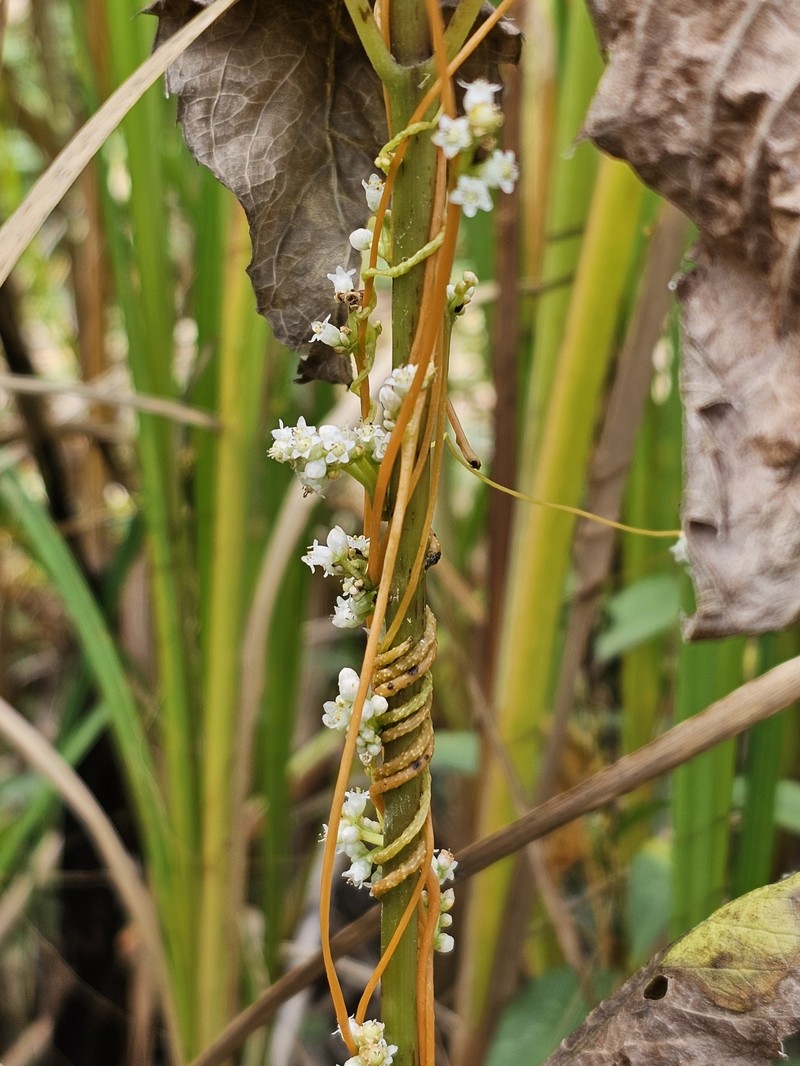Cuscuta gronovii var. gronovii photo 5