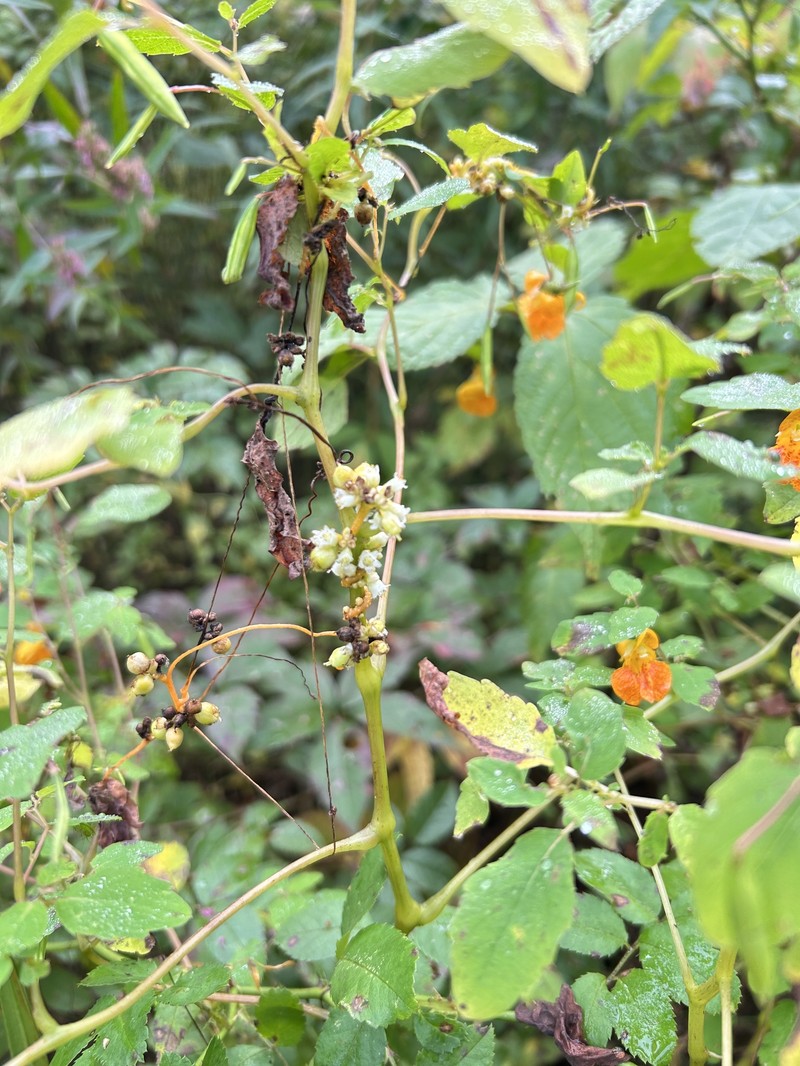 Cuscuta gronovii var. gronovii photo 6