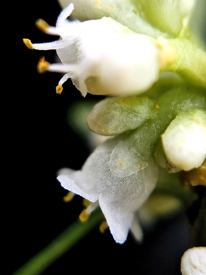 Cuscuta gronovii var. gronovii photo 8