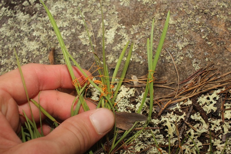 Harper's Dodder