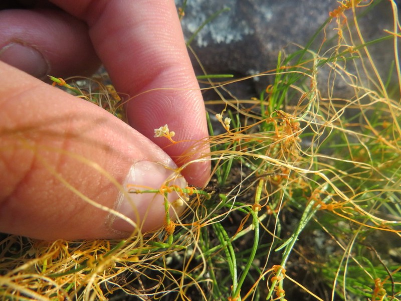Harper's Dodder photo 2