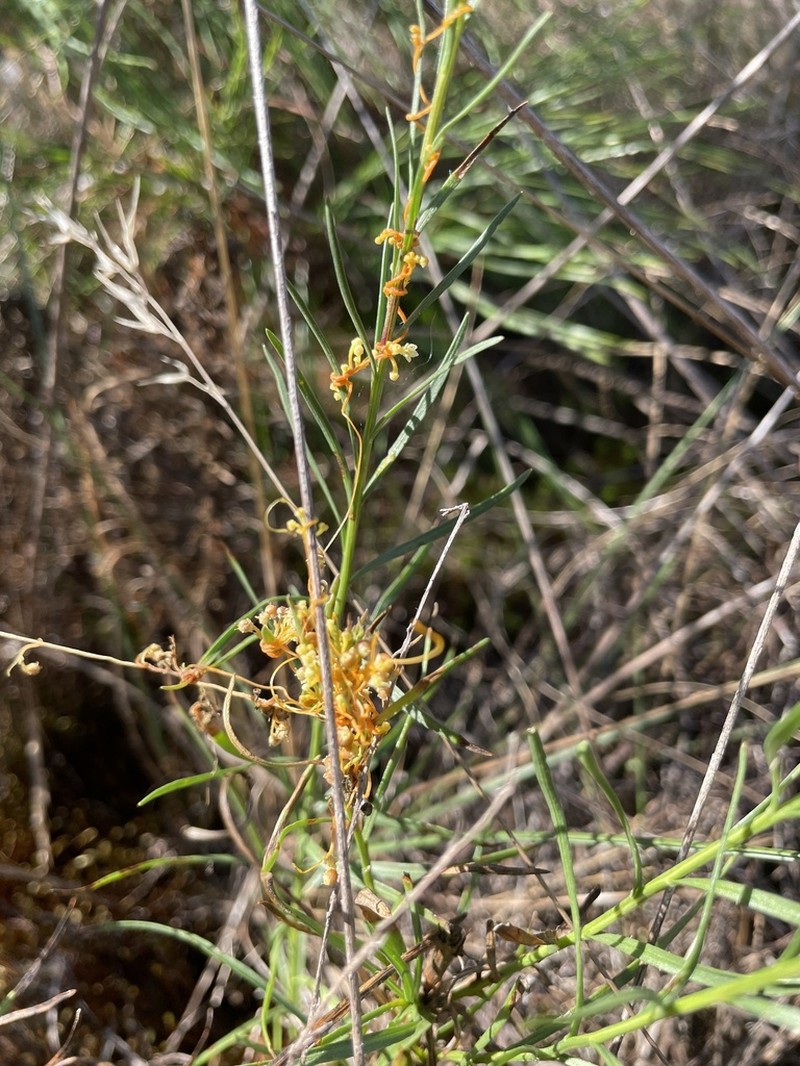 Harper's Dodder photo 3