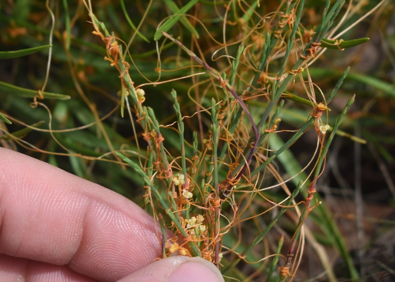 Harper's Dodder photo 4