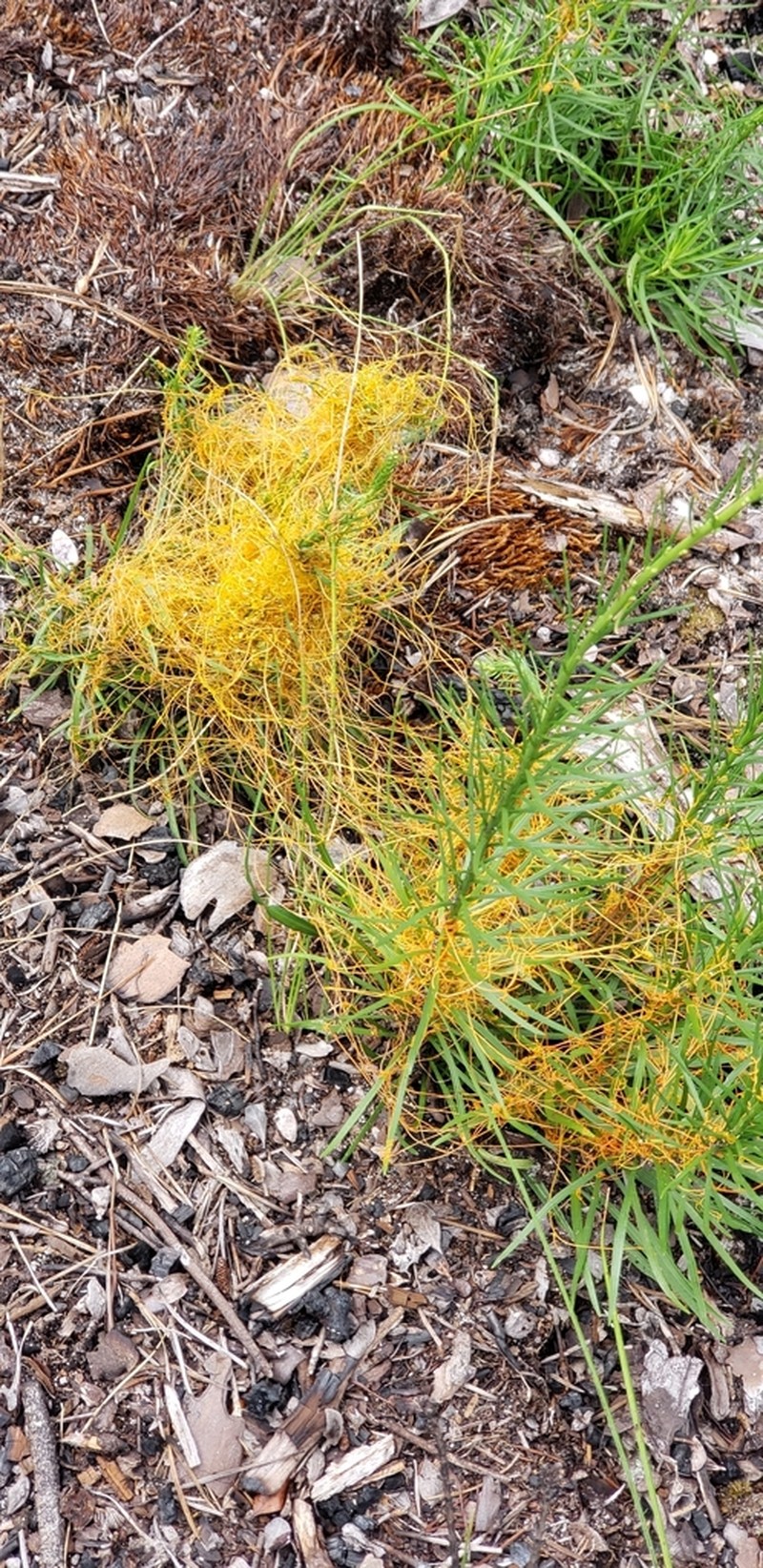 Harper's Dodder photo 5