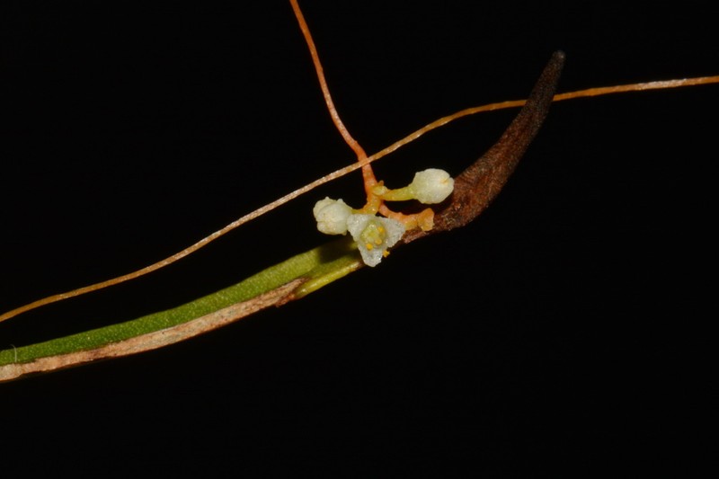 Harper's Dodder photo 6