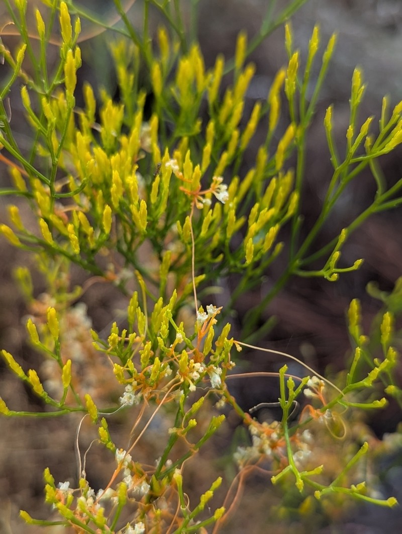 Harper's Dodder photo 7