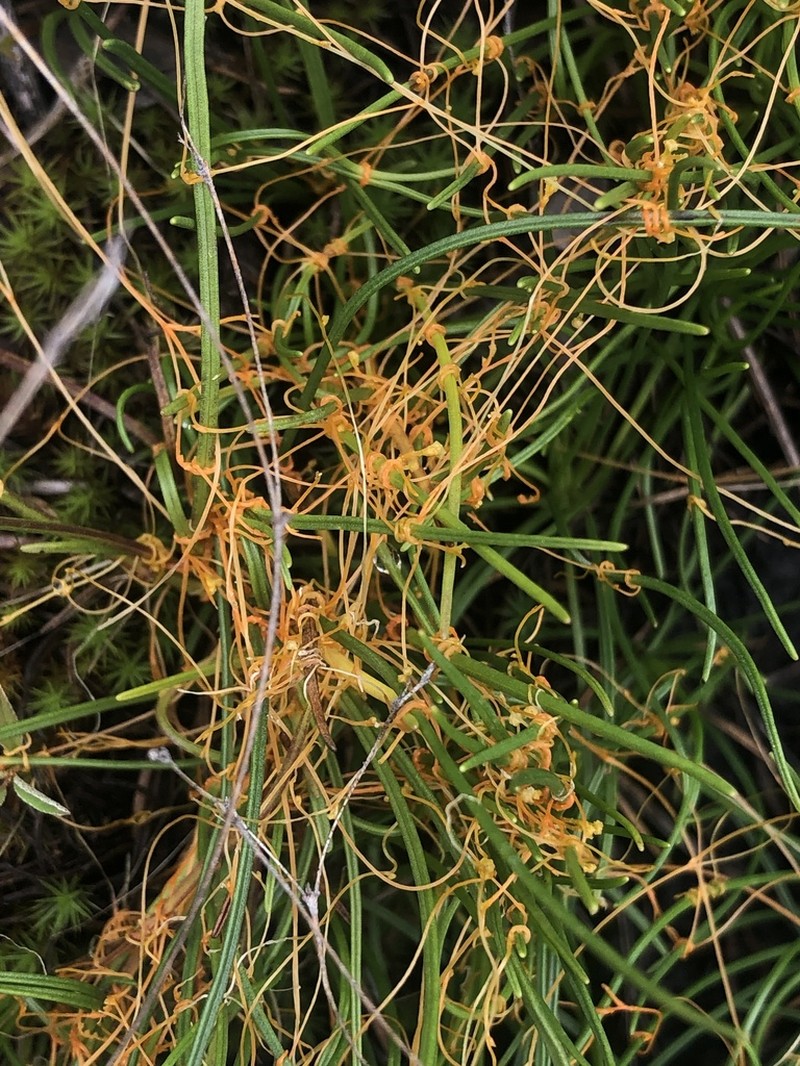 Harper's Dodder photo 8