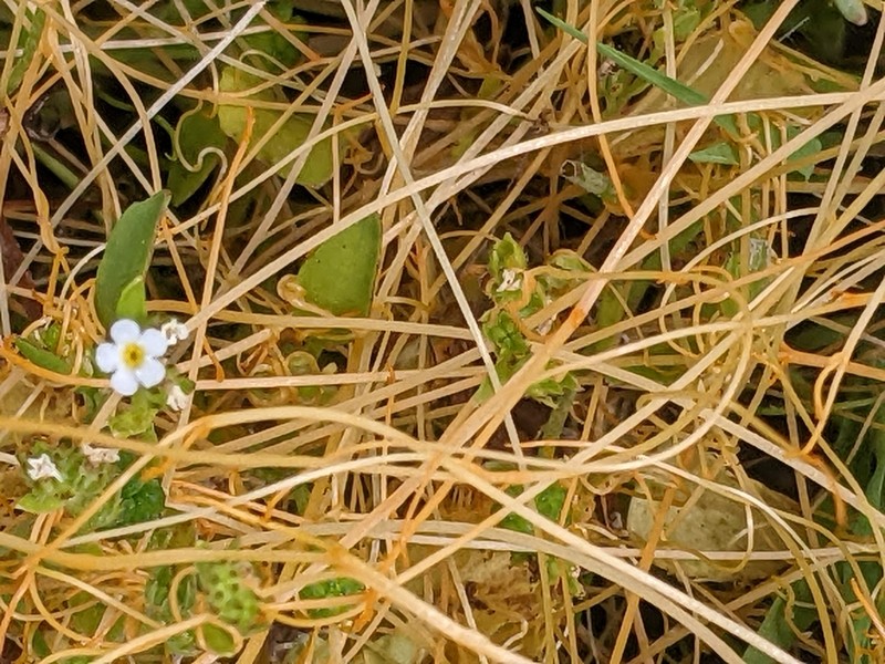 Boggs Lake Dodder photo 7