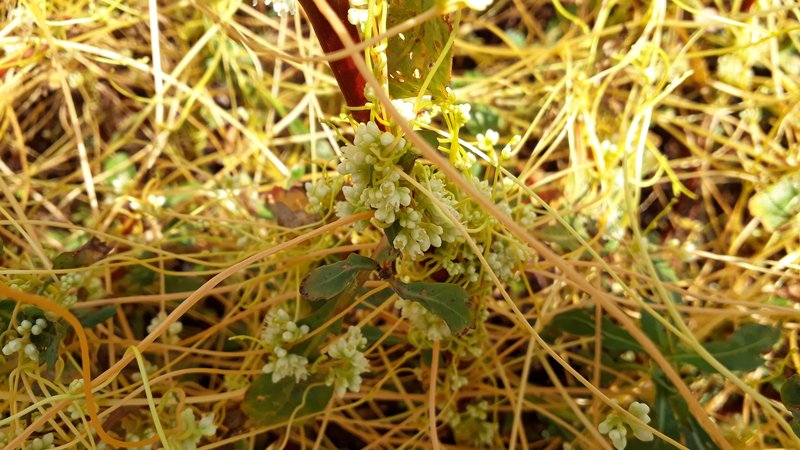 Bigseed Alfalfa Dodder