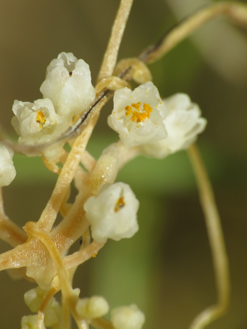 Bigseed Alfalfa Dodder