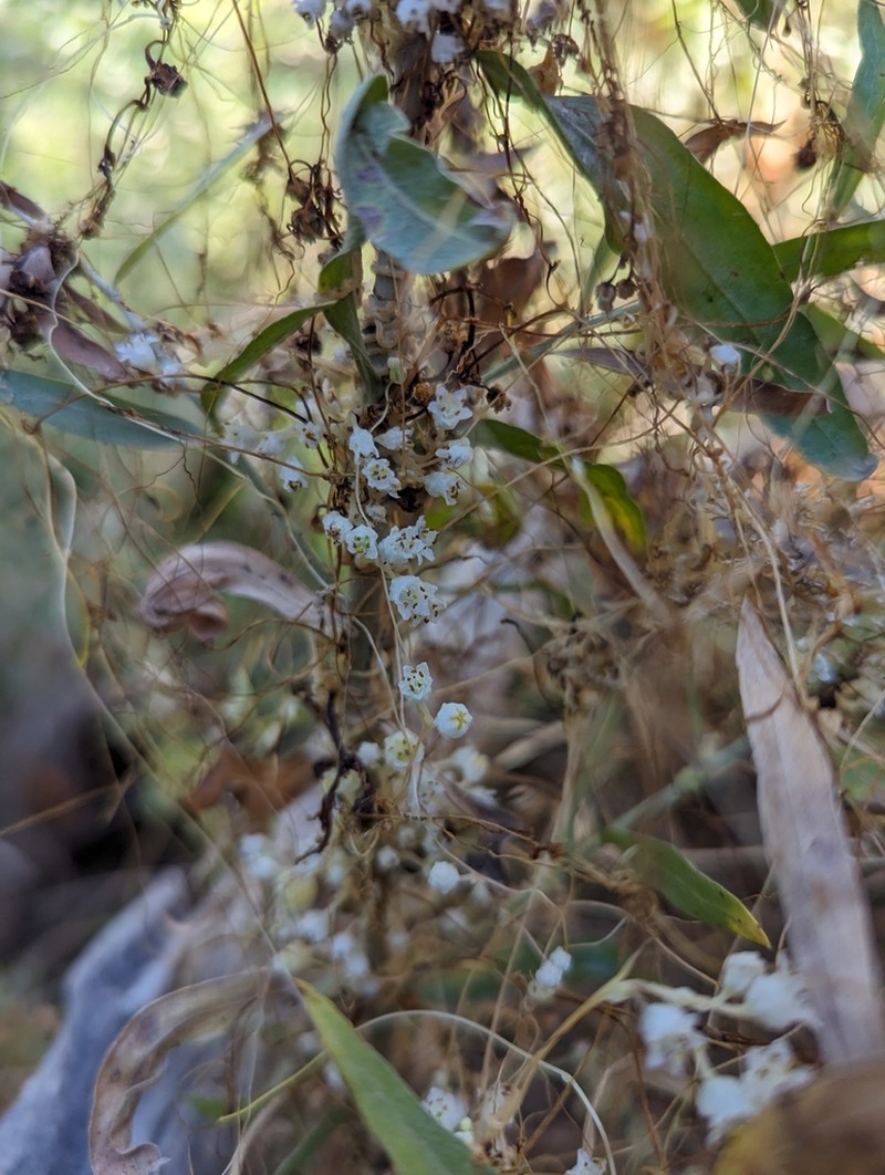 Bigseed Alfalfa Dodder photo 5