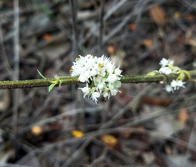 Bigseed Alfalfa Dodder photo 6