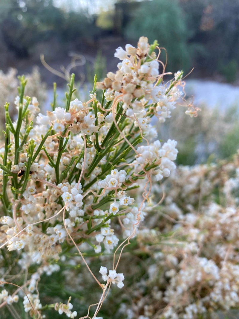 Bigseed Alfalfa Dodder photo 7